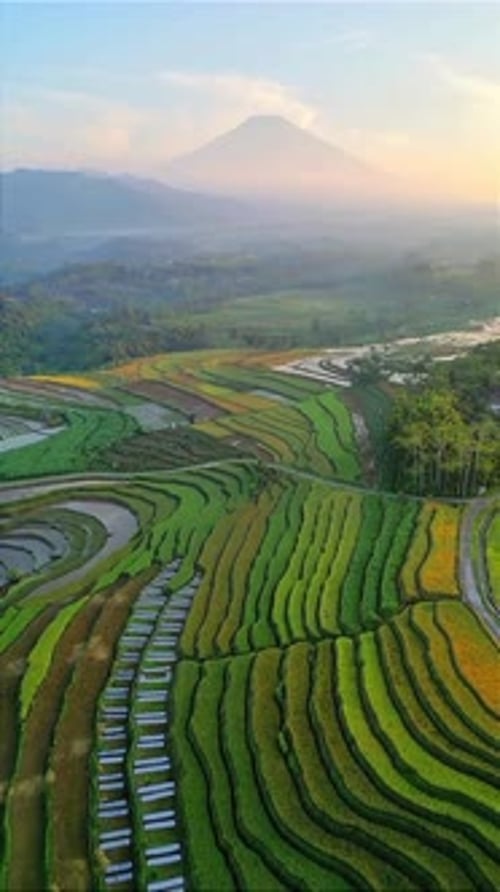 Beautiful Terraced Rice Fields with Volcano at Sunrise