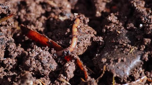 Static Extreme Close Up Shot of Earthworm Crawling Through Compost Soil