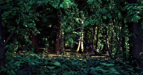 Sunlight Filtering Through Lush Green Forest Foliage in a Serene Wood