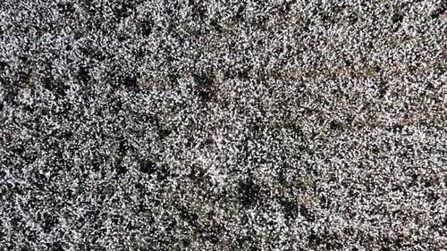 Mature Cotton field ready for picking, Aerial view.