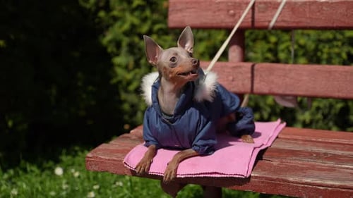 Domestic Dog of a Small Breed