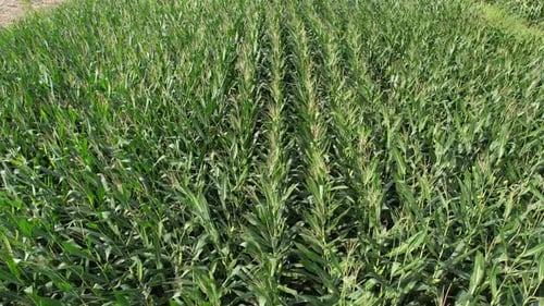 Aerial Corn Field