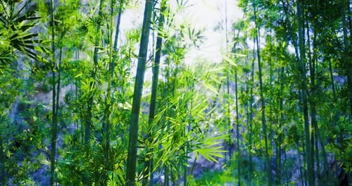 Lush Green Bamboo Forest Under Bright Sunlight Near a Serene Landscape