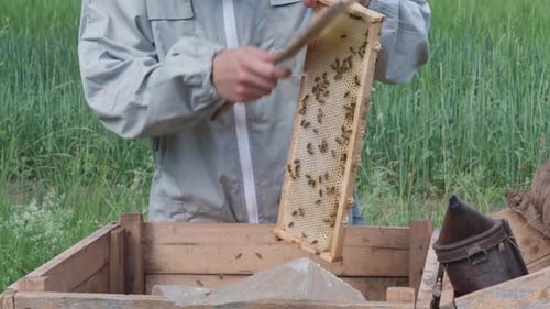 Beekeeper Brushing Bees From Honeycomb in Rural Setting