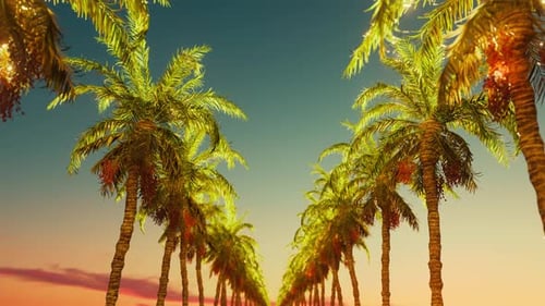 Driving Past Date Palms in a Looping Video