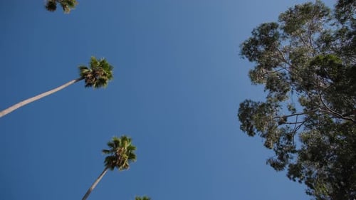 Wide View of Palms in Los Angeles Street California USA Summertime Atmosphere of Beverly Hills in
