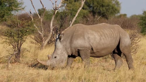 Breitmaulnashorn, das im natürlichen Lebensraum spaziert