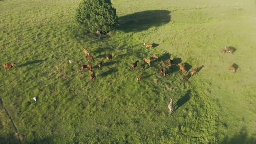 4K-Videomaterial von Kühen, die auf einem Feld herumlaufen