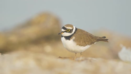 A cute Little Ringed Plover bird seen standing on the rocks during early winter morning bobbing its