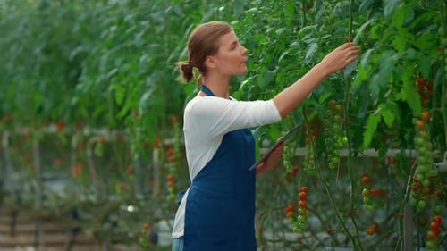Woman farmer using tablet inspecting tomato plants in greenhouse