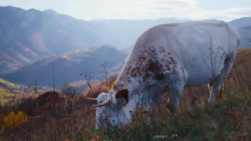 Cow Grazing on Alpine Pasture with Horns and Beautiful Mountain Background