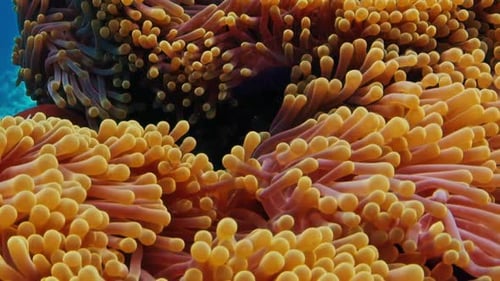 Anemone and Clownfish