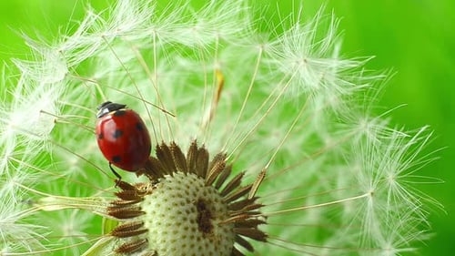 Ladybug Moving on Dandelion Seed Head in Macro View