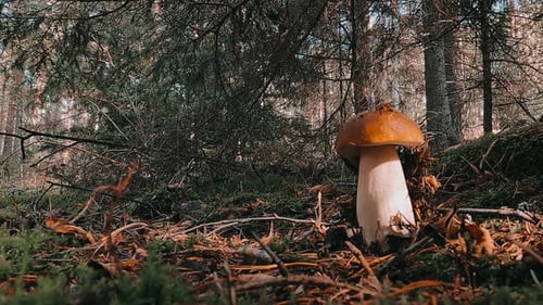 Wild mushroom forest floor autumn woodland nature Scotland