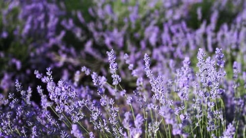 Lavendelfeld aus nächster Nähe blühende Blumen