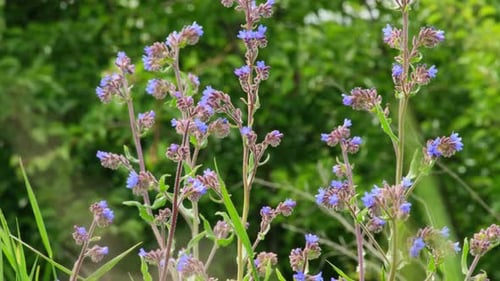 Zarte blaue Cynoglottis-Blüten bewegen sich im Wind auf dem Feld mit sanftem grünem Bokeh