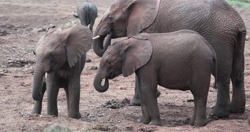Family Of African Bush Elephants Feeding Outdoor In Aberdare, Kenya. closeup shot