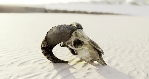 Unique Ram Skull Resting on Sandy Beach at Sunset Revealing Intricate Details