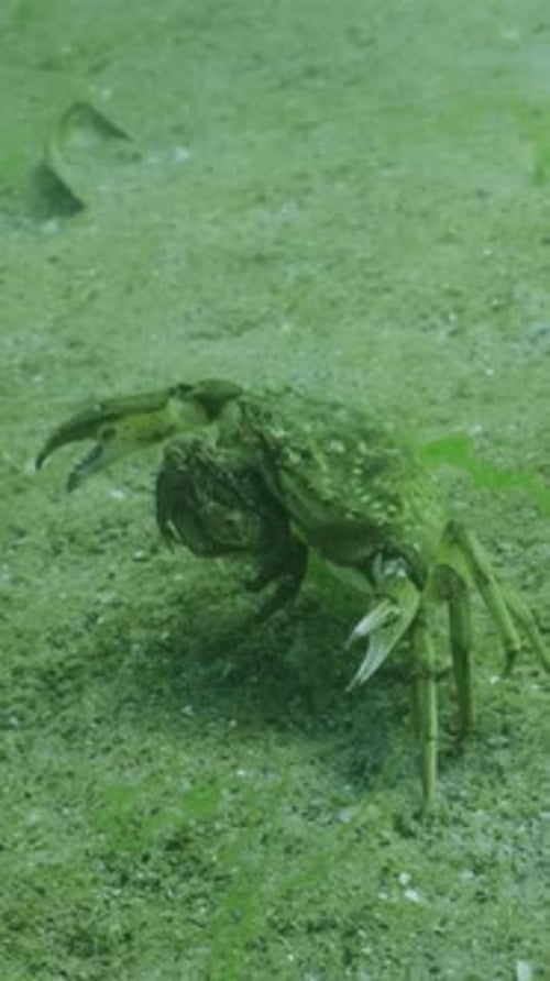 Mating season of the Common Shore Crab (Carcinus maenas) Slow motion