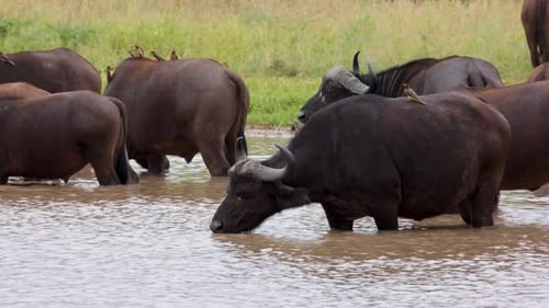 Manada de búfalos africanos de pie y bebiendo en un abrevadero lamiéndose los labios en la selva africana, Kruger