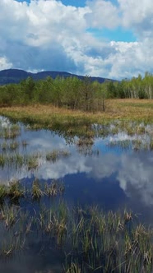 Bog lake landscape with forest