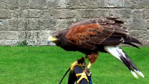 A trained eagle perched connected to its jess waiting for signal from his trainer