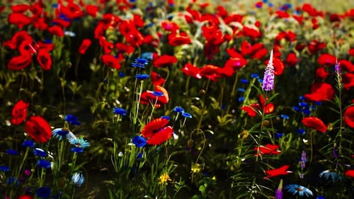 Champ de coquelicots et de bleuets vibrant qui fleurissent sous la lumière du soleil au printemps