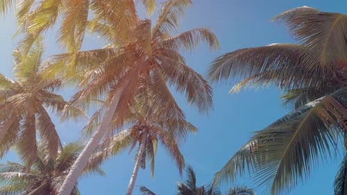 Bottom View of Coconut Palm Trees Forest in Sunshine Palm Trees Against a Beautiful Blue Sky Green