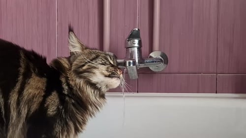 Maine coon cat drinking water