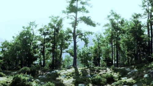 A Dense Forest with Towering Trees and Scattered Rocks