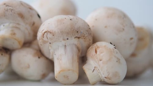 Fresh Mushrooms Ready for Cooking and Recipes