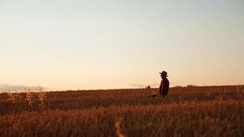 Rancher in a hat walks by the field of wheat at sunset.