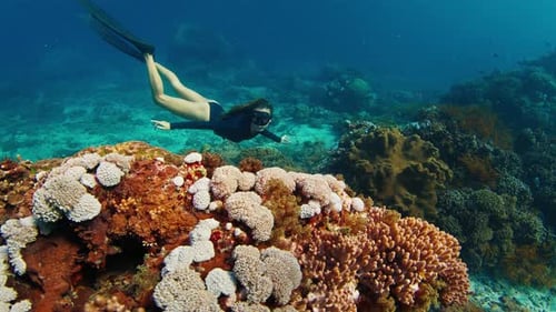 Woman Freediver on Reef Young Female Freediver Swims Underwater and Explores the Healthy Coral Reef