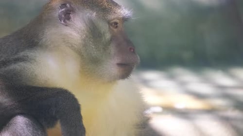 Eine Nahaufnahme eines Affen, einer Hominidengattung in der Primatenfamilie, Tiere in Gefangenschaft in einer