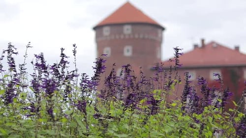 Purple flowers in front of the Wawel Royal Castle in Krakow, Poland.