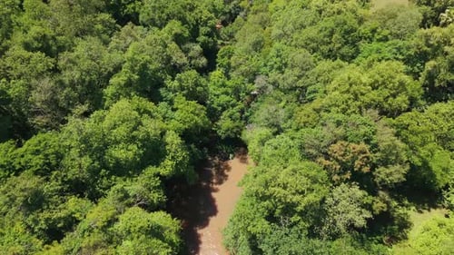 Fly Over River Flowing Through Dense Rainforest Canopy In Tropical Nature. Aerial Shot