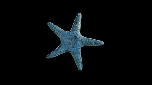 Blauer Sternfisch untätig