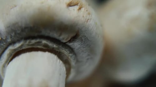 realistic video of a pile of mushrooms, detailed RAW champignons, white caps reflection, on a rotati