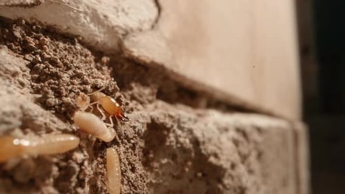 Un groupe de termites sort la tête des murs d'une colonie dans les murs d'un garage dans une hotte