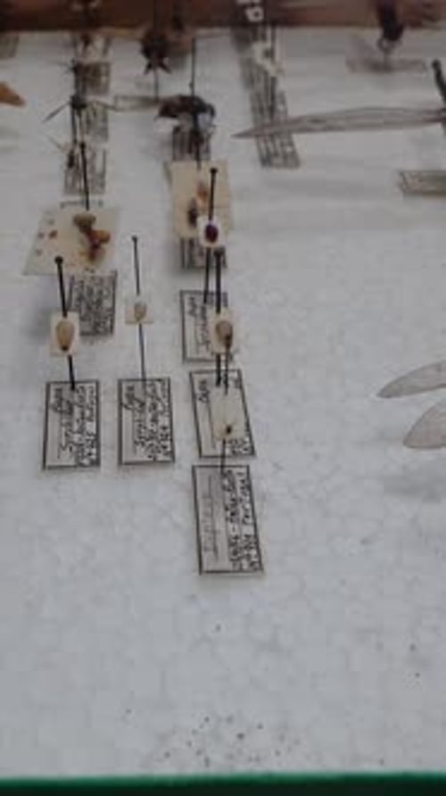 Vertikales Video der Insektensammlung 04