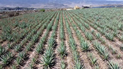 Tiefflug enthüllt blaue Agavenfelder auf dem ländlichen Tequila in Mexiko