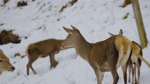 Closeup of a wild deer, deers with horns in nature covered in snow in wintertime, running and eating