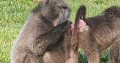 Chacma baboons in Southern Africa