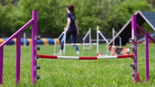 Dog Jumps Through Agility Course in Rural Setting
