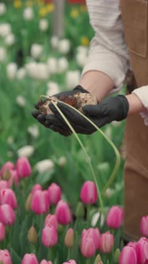 A Gardener is Holding Fresh Bulbs While Surrounded By a Beautiful Blooming Tulip Field
