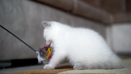 Adorable White Kitten Playing With Toy
