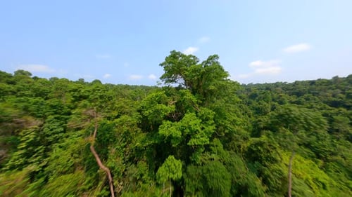 A Dynamic FPV Drone Flight Over Dense Tropical Rainforest in Thailand
