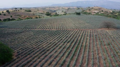 Agave field in Tequila, Mexico 3