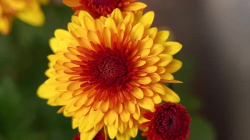 Close Up of Yellow Chrysanthemum Flower Blooming