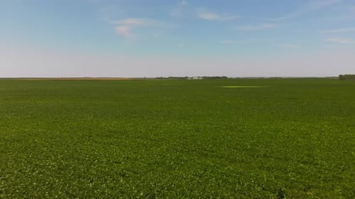 Slow aerial flight over expansive green soybean field toward distant horizon and farm structures.